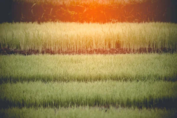 Young rice are growing in the field in thailand — Stock Photo, Image