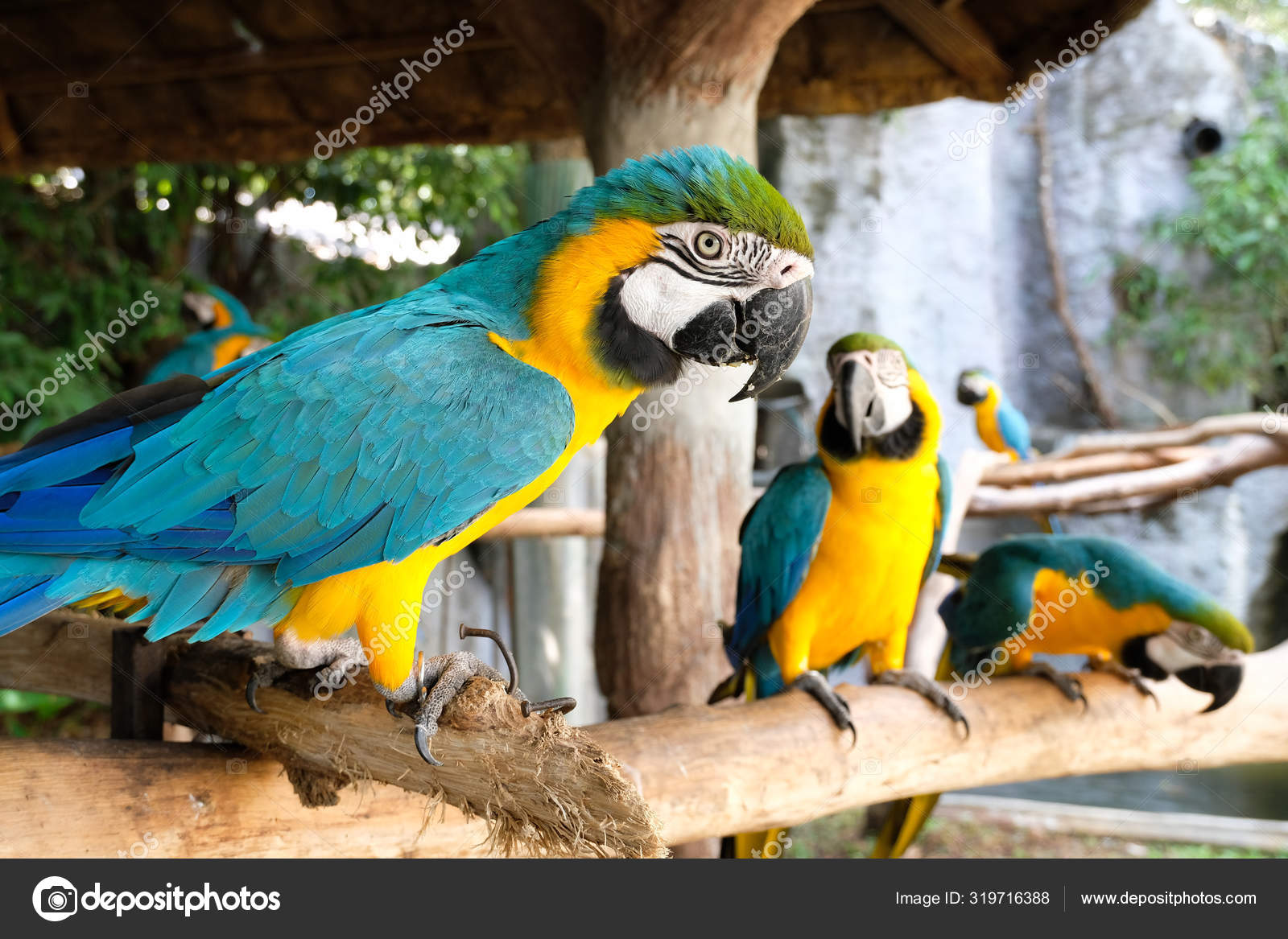 Aras bleu et jaune agressif — Photographie mazikab © 319716388