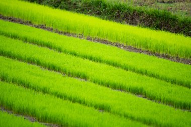 Tayland 'da tarlada taze pirinç yetişiyor.