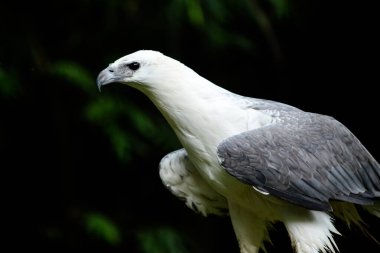 AK karınlı deniz-kartal