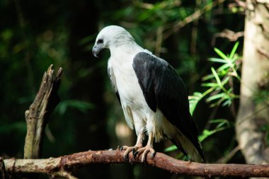 AK karınlı deniz-kartal