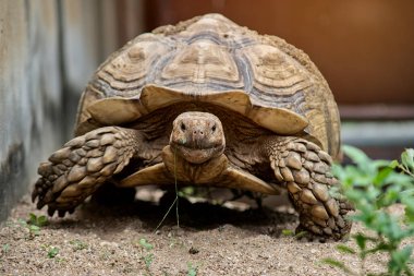 sulcata kaplumbağa
