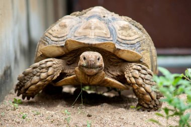 sulcata kaplumbağa