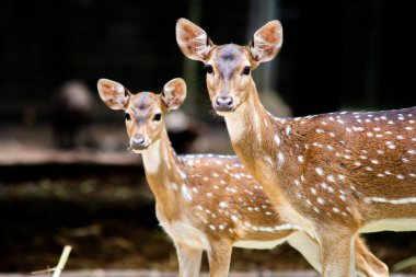 Geyik yavruları büyüyorlar. Ama hala onunla yaşıyor.