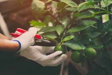 Limon hasat ediyorum. 