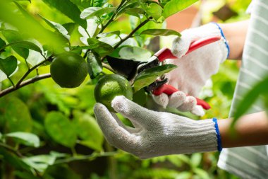 Limon hasat ediyorum. 