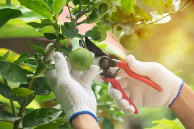 Limon hasat ediyorum. 