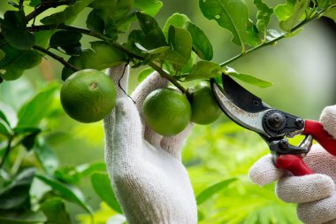 Limon hasat ediyorum. 