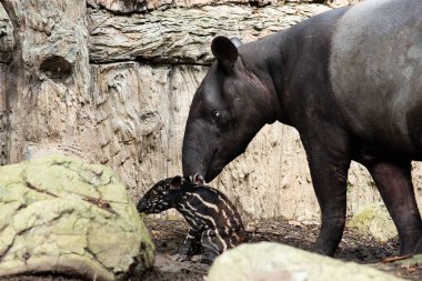 bebek muşambadan yeni doğmuş