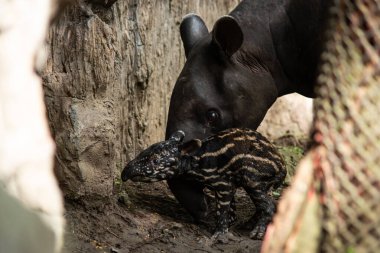 bebek muşambadan yeni doğmuş