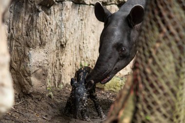 bebek muşambadan yeni doğmuş