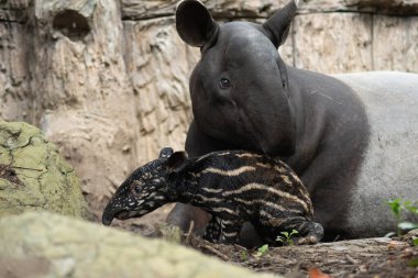 bebek muşambadan yeni doğmuş