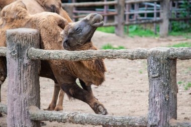 Bactrain devesi direğe sürtünüyor..