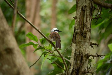 Beyaz ibikli laughingthrush