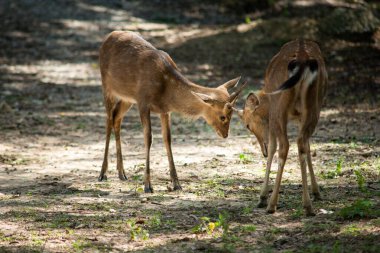 Geyik Sika liderlik için savaşıyor..