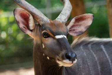 Nayala 'nın yüzünü kapat