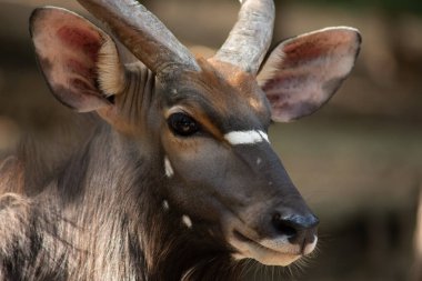 Nayala 'nın yüzünü kapat