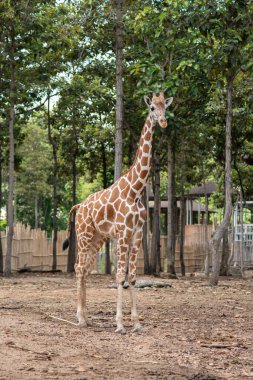 Bir zürafanın yaşam alanı genellikle Afrika savanalarında bulunur.