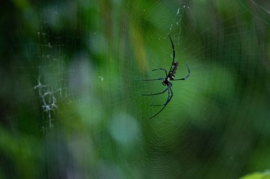 Spider, kurbanı beklemek için nişanlandı..