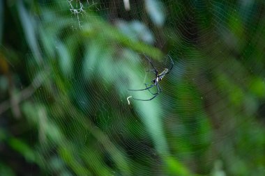 Spider, kurbanı beklemek için nişanlandı..