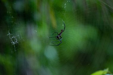 Spider, kurbanı beklemek için nişanlandı..