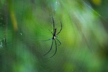 Spider, kurbanı beklemek için nişanlandı..
