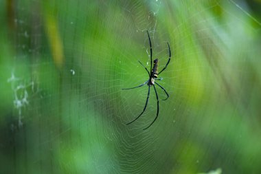 Spider, kurbanı beklemek için nişanlandı..