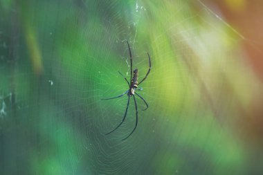 Spider, kurbanı beklemek için nişanlandı..