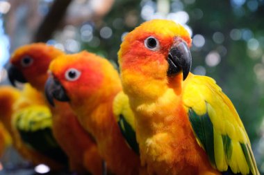 Güneş muhabbet kuşu