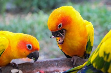 Güneş muhabbet kuşu