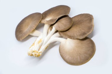 Hint istiridye mantar