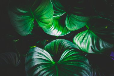 Arkaplan için kullanılan yeşil yapraklar.