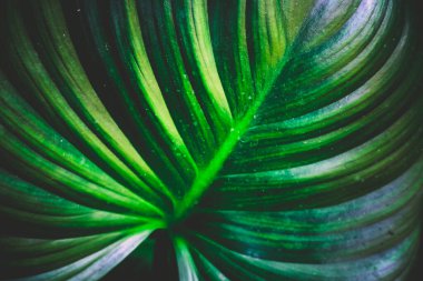 Arkaplan için kullanılan yeşil yapraklar.