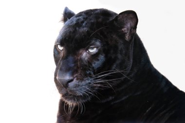 leopar
