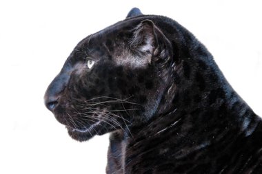 leopar