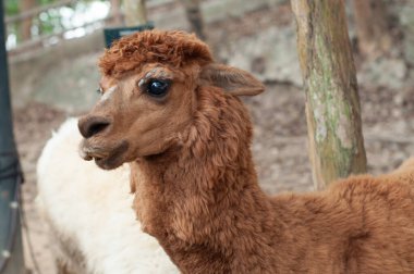 alpaka