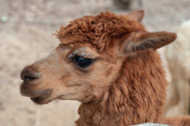alpaka