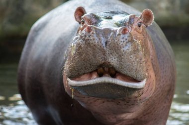 Hippopotamus  clipart