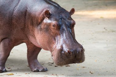 Hippopotamus  clipart