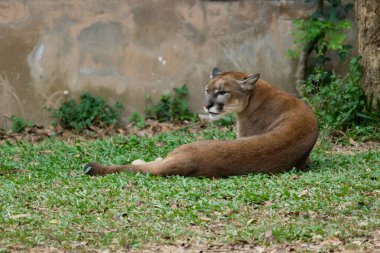 Puma mı Puma mı?