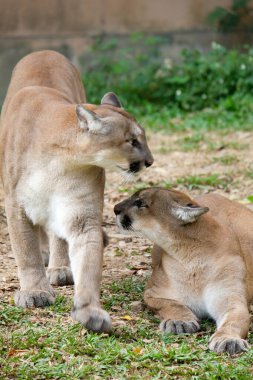 Puma mı Puma mı?