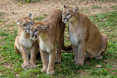 Puma mı Puma mı?