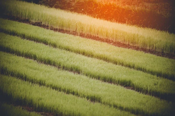 Young rice are growing in the field in thailand — Stock Photo, Image