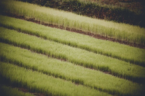 Junger Reis wächst auf dem Feld in Thailand — Stockfoto