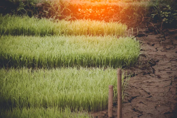 Mladá rýže roste na poli v Thajsku — Stock fotografie