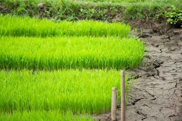 Молодий рис росте в полі в Таїланді — стокове фото