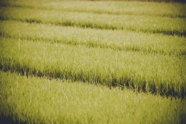 Jonge rijst groeit in het veld in Thailand — Stockfoto