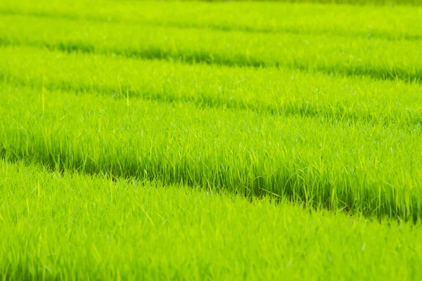 Jonge rijst groeit in het veld in Thailand — Stockfoto