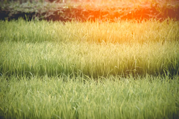 Young rice are growing in the field in thailand — Stock Photo, Image