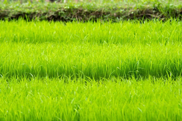 Młody ryż rośnie na polu w Tajlandii — Zdjęcie stockowe